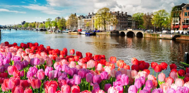 Pink and red tulips in Amsterdamn